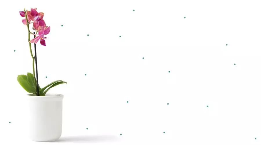 Tóxicos en el Hogar